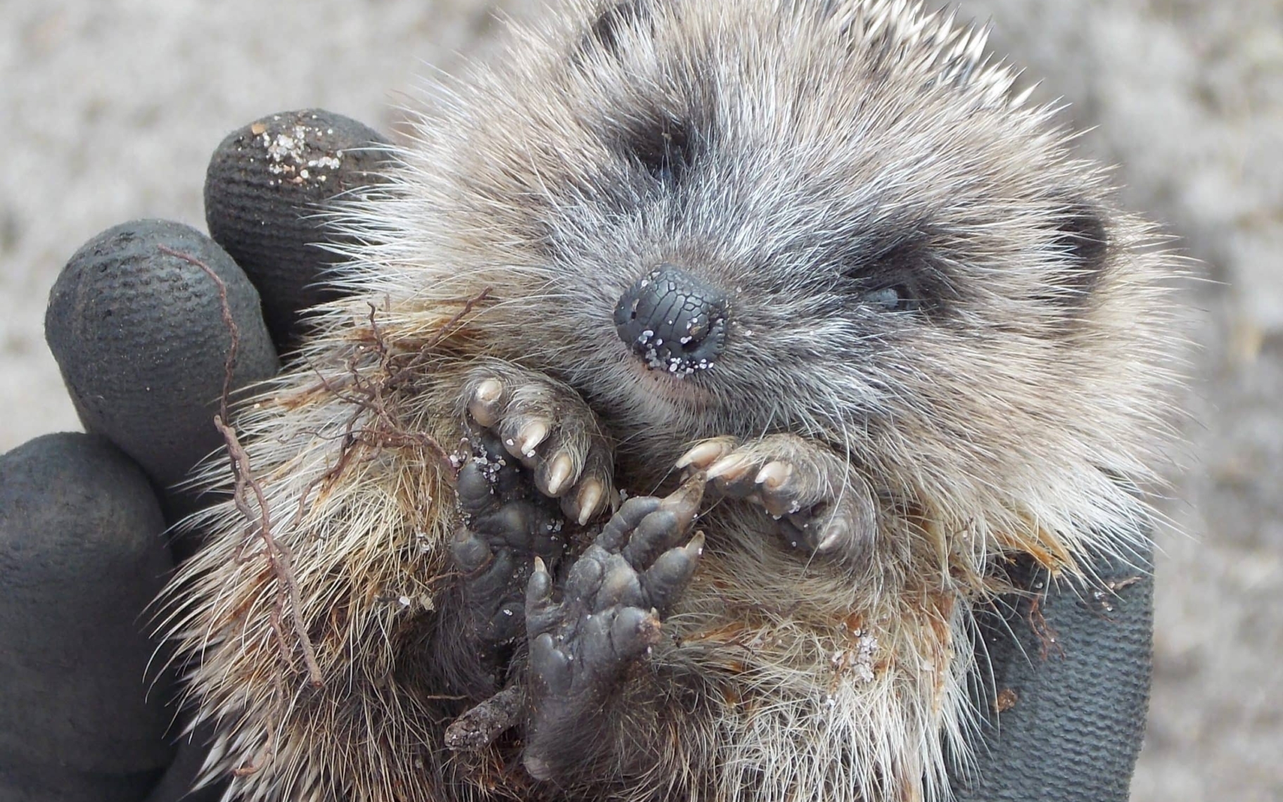 Erinaceus europaeus