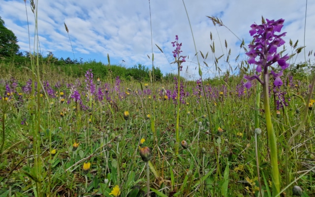 terra environnement etudes expertise conseil 3