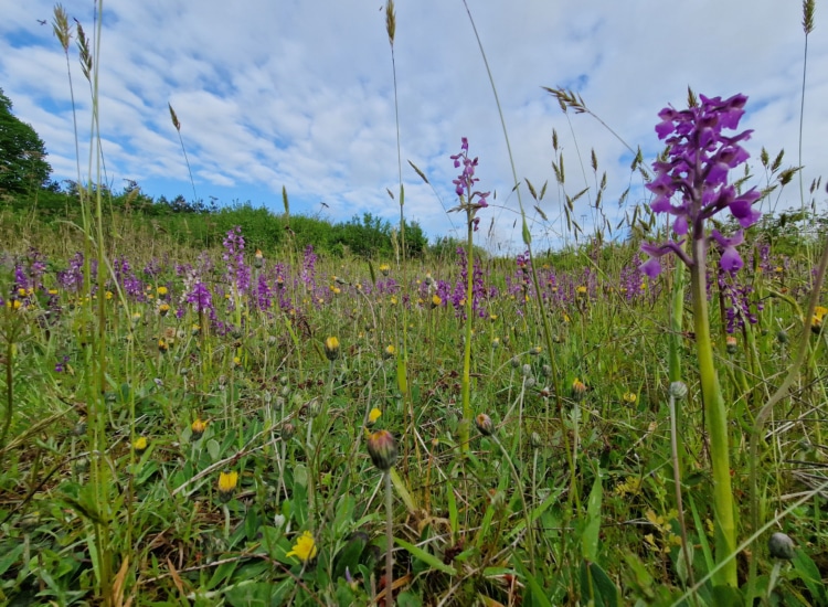 terra environnement etudes expertise conseil 3