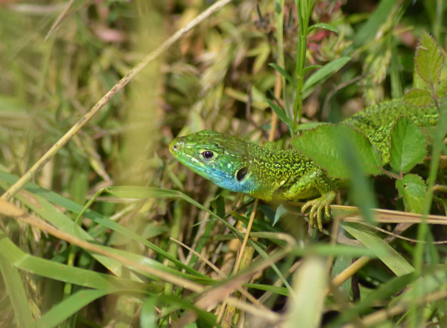 terra environnement etudes expertise conseil lézard vert