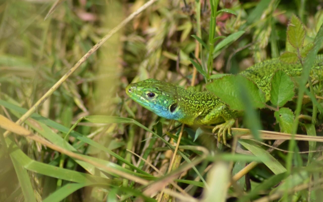 terra environnement etudes expertise conseil lézard vert