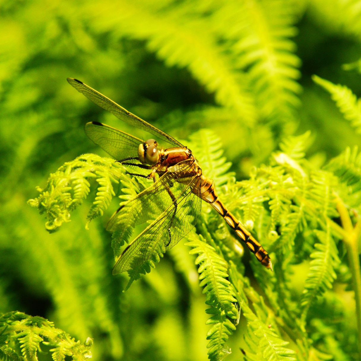 terra environnement sympetrum albistilum