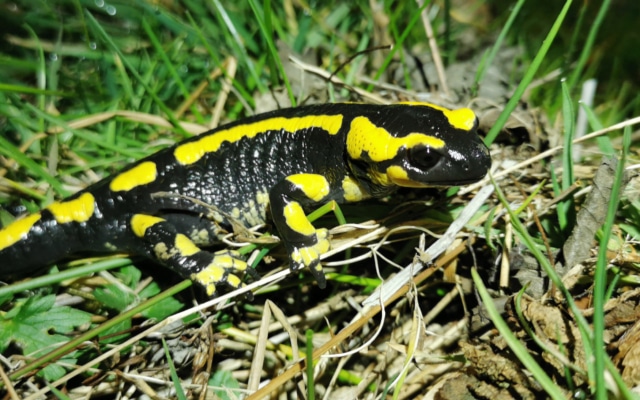 terra environnement cdpenaf salamandre tachetée