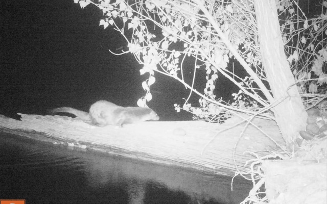 terra environnement loutre d'europe