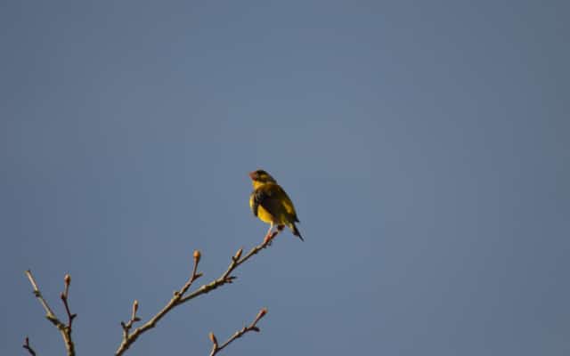 terra environnement methode analyse avifaune